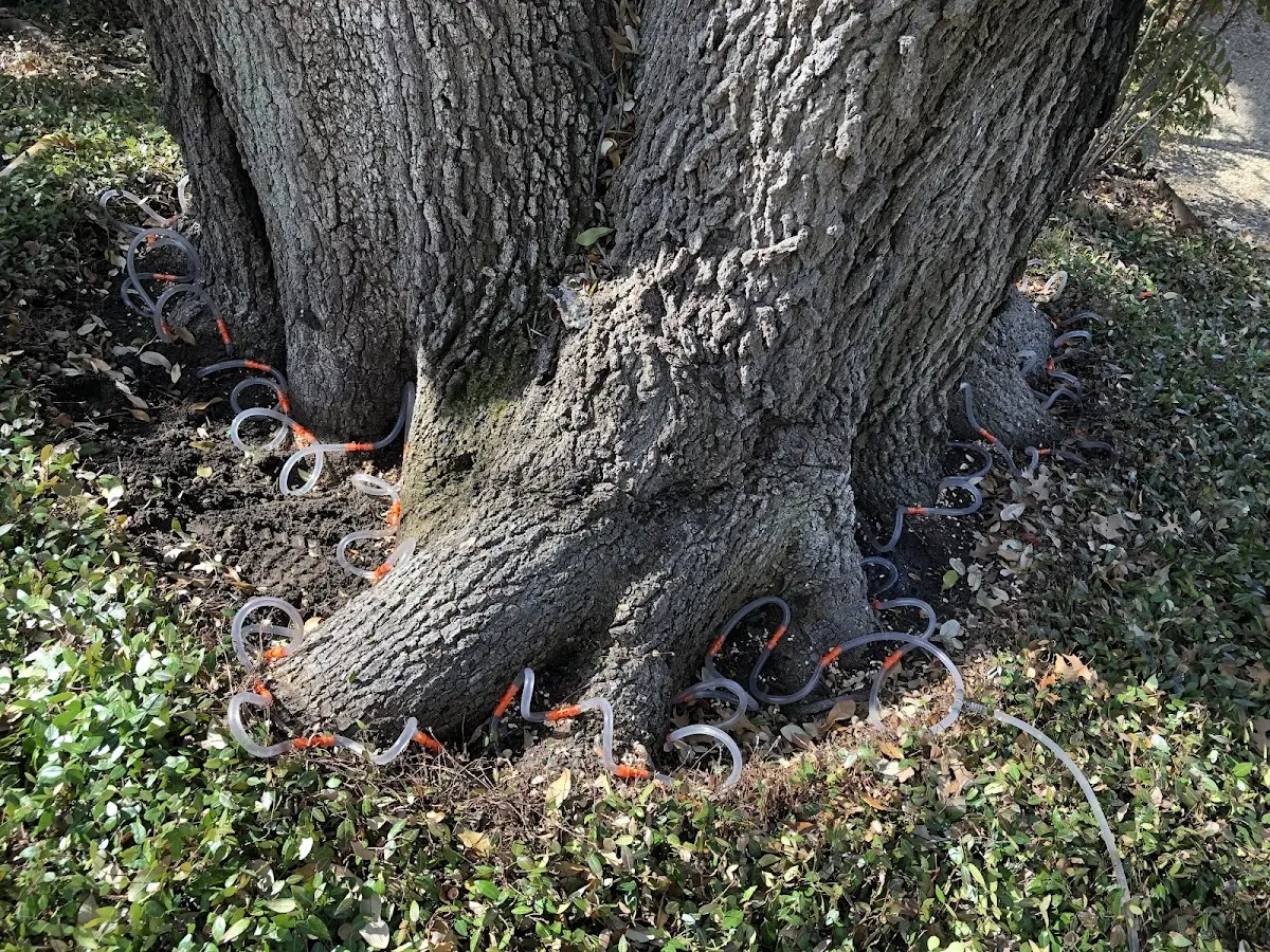 Detailed Tree Cabling and Bracing job site in Green Village