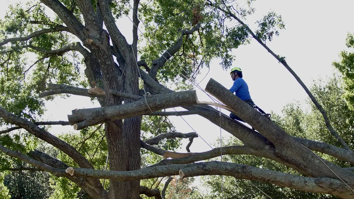 Professional Crown Thinning performed by certified arborists in Green Village