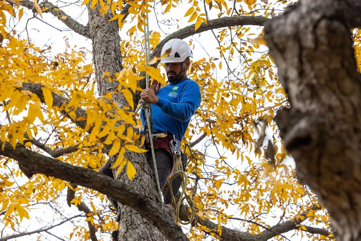 Skilled Tree Pruning crew working in Green Village